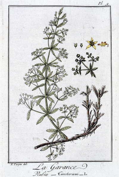 La Garance (Rubia Tinctorum) - J.C. Philibert, Imprimerie de Crapelet, Paris tarafından yazılan “Tüccarların kullanımı için botanik alıştırmaları” bölümünde by Unknown artist