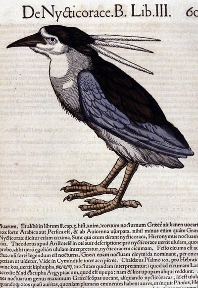 La bihoreau in Historia Animalium, Conrad Gesner (1516 - 1565), Tiguri by Unknown artist