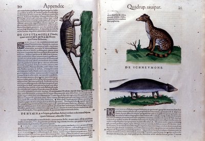 La civette, la sırtlan ve la mangouste, Hayvanların Tarihinde Conrad Gesner (1516 - 1565), Tiguri by Unknown artist