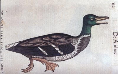Historia Animalium de Conrad Gesner (1516 - 1565), Tiguri