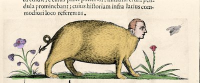 La manticore - Fortunio