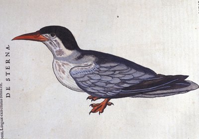 Historia Animalium de Conrad Gesner (1516 - 1565), Tiguri