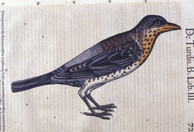Historia Animalium
