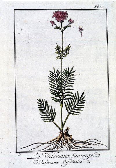 Yabani kediotu - J.C. Philibert, imp. Crapelet, Paris
