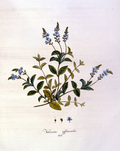 Veronica. 19. yüzyıl gravürü. by Unknown artist