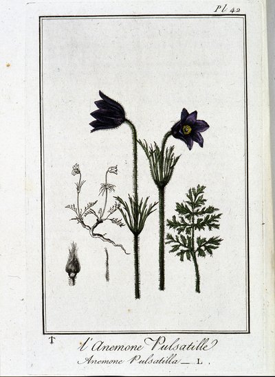 Anemone pulsatilla - J.C. Philibert, Imprimerie de Crapelet, Paris tarafından yazılan “Tüccarların kullanımı için botanik egzersizleri”nde by Unknown artist