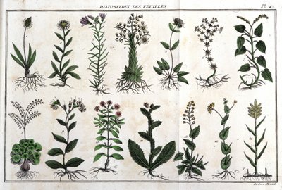 Yaprakların düzeni: "" içinde Flora Françoise veya Fransa
