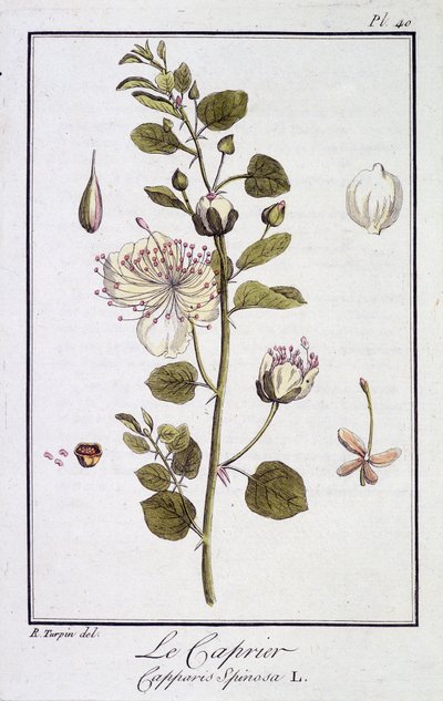 Le Caprier (Capparis Spinosa) - “Egzersizler de botanik à l