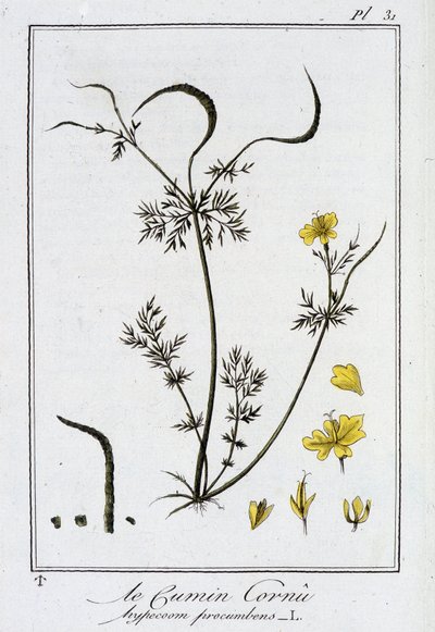 Le Cumin Cornu (Hypecoom procumbens) - “Egzersizler de botanik à l