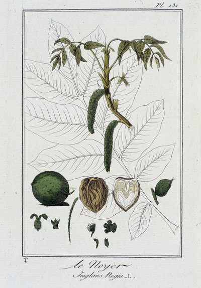 Le Noyer (Juglans Regia) - J.C. Philibert, imp. Crapelet, Paris by Unknown artist