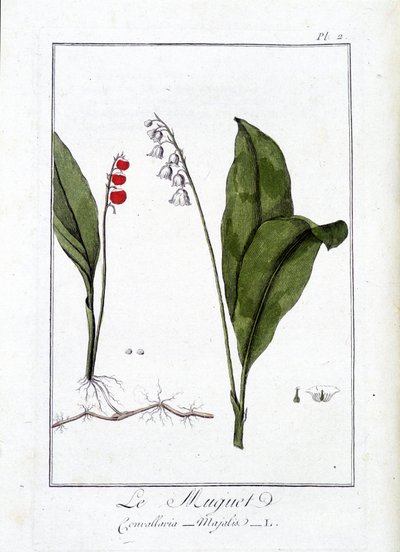 Ardıç (Convallaria Majalis) - J.C. Philibert, Imprimerie de Crapelet, Paris tarafından yazılan “Tüccarların kullanımı için botanik egzersizleri” içinde by Unknown artist
