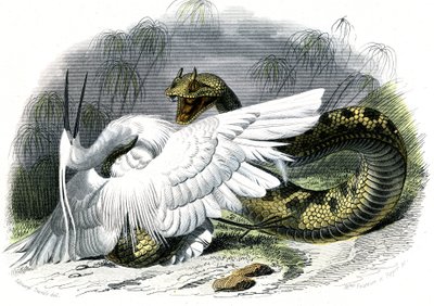 Le ceraste (Vipera cerastes) - Doğa Tarihinden Plaka, Bernard Germain de Lacepede (1856-1925), baskı P.Furme, Paris by Unknown artist