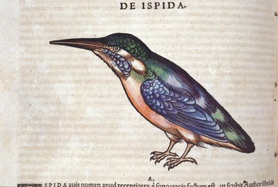 Le guêpier in Historia Animalium, Conrad Gesner (1516 - 1565), Tiguri by Unknown artist