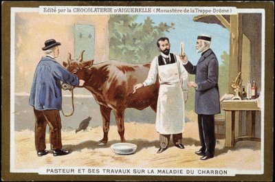 Louis Pasteur ve kömür hastalığı üzerine çalışmaları - 19. yüzyılın sonlarında Chocolats d