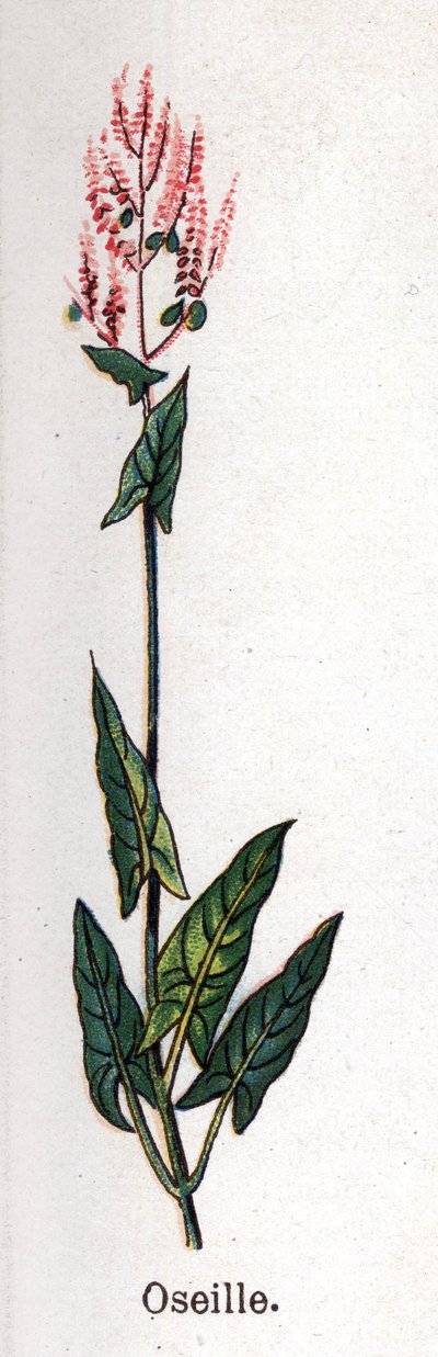 Tıbbi ve gıda botanik bitkileri: kuzukulağı. Gravür, Friedrich Eduard Bilz (1842-1922) tarafından "" La ilaç naturelle" by Unknown artist
