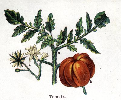 Tıbbi ve gıda botanik bitkileri: domates. Gravür, Friedrich Eduard Bilz (1842-1922) tarafından "" La ilaç naturelle" by Unknown artist