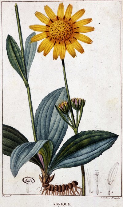 Şifalı bitki: Arnik (veya arnika) - 19. yüzyılın sonlarında botanik tahtası. by Unknown artist