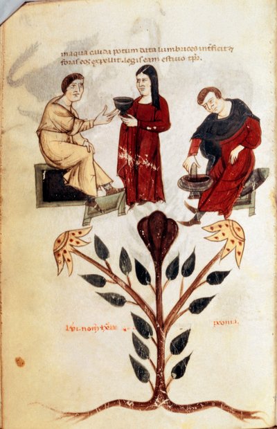 İlaç: bir bitki iksirinin (şakayık) hazırlanması. Büyük Hipokrat veya Kos Hipokrat (MÖ 460-370) Yunan doktorunun “De diversis herbis”inden alınan minyatür by Unknown artist