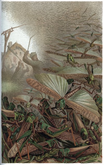 Göçmen Çekirge - Göçmen çekirge (Locust migratoria) - Alfred Edmund Brehm