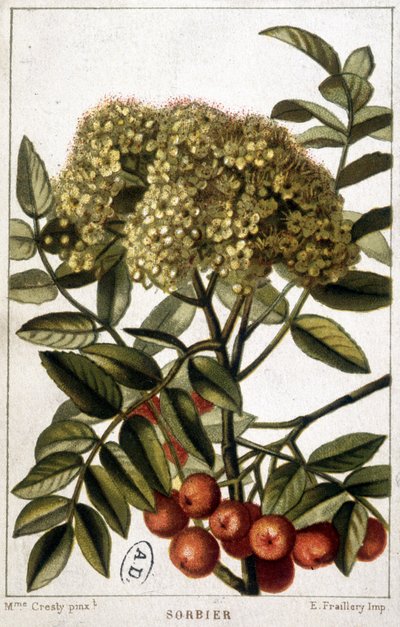 Üvez - botanik kurulu by Unknown artist