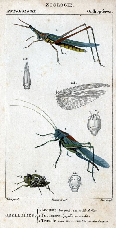 Doğal tarih panosu. Entomoloji. Ortopter ailesi. Grylloides: 1. Çekirge çok yeşil. 1 A. ön kafa; 2. Pneumore