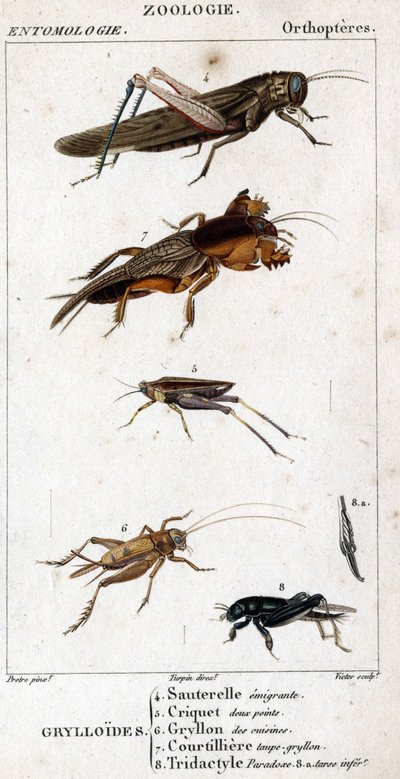 Doğal tarih panosu. Entomoloji. Ortopter ailesi. Grylloides: 4. Göç eden çekirge; 5. Çekirge iki nokta; 6. Mutfaklardan Gryllon; 7. Gryllon köstebek suyu; 8. Tridaktil paradoksu; 8a. alt tarsus. by Unknown artist