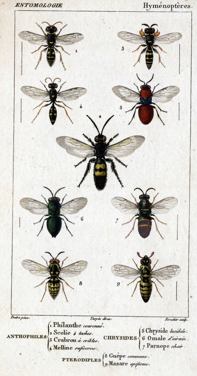 Doğal tarih panosu. Entomoloji. Hymenopteres ailesi. Antofiller: 1. Hayırsever taç; 2. Scoile 4 nokta; 3. Crabron taraması; 4 Melline ruficorne. Chryside: 5. Lucidulous Chryside; 6. Beyin Omalum; 7. Parnope eti. Pterodiples: 8. ortak alan; 9. Masar by Unknown artist