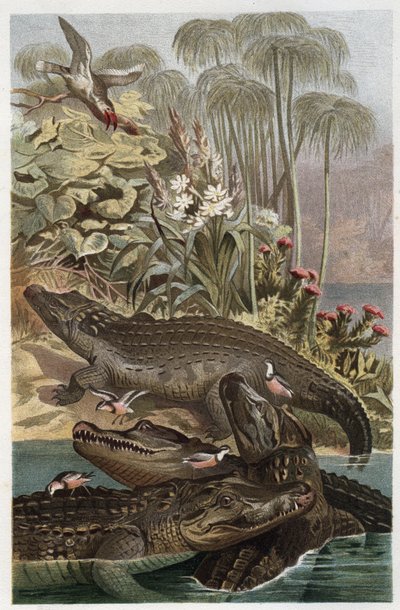 Nil Timsahı - Nil timsahı (Crocodylus niloticus) - Alfred Edmund Brehm