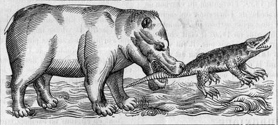 Nil Hippo. (Pierre Belon