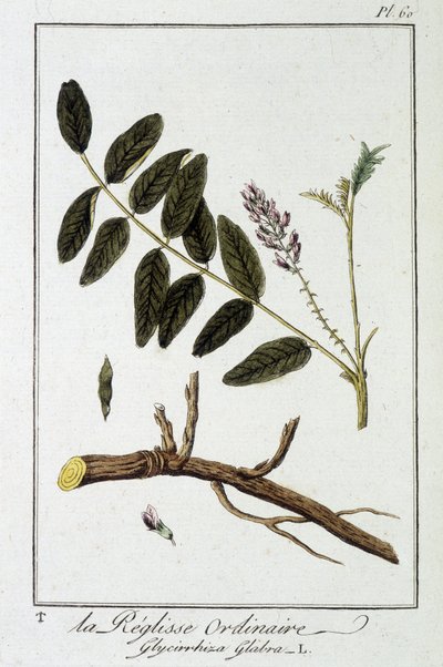 Sıradan sıvı (Glycyrrhiza glabra) - J.C. Philibert, Imprimerie de Crapelet, Paris tarafından düzenlenen “Tüccarların kullanımı için botanik egzersizleri” bölümünde by Unknown artist