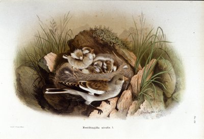 Ornitoloji: yavrusunun yuvasına yakın bir dağ niverolle. by Unknown artist