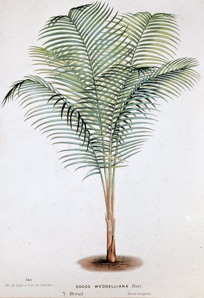 Palm Cocos Weddelliana (Brezilya) - Botanik kurulu by Unknown artist