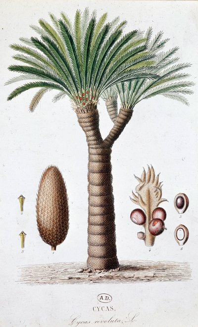 Palm Cycas Revoluta - Botanik kurulu by Unknown artist