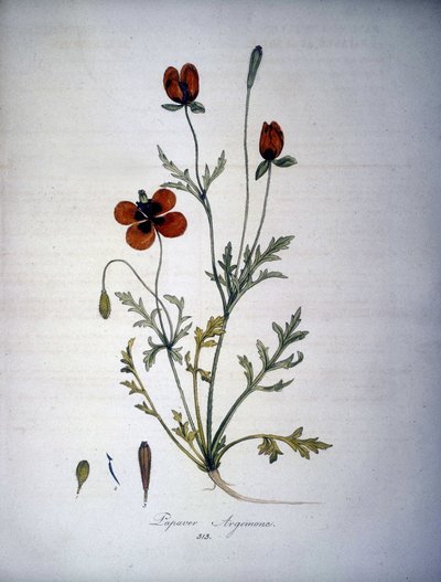 Papaver Argemone (Haşhaş argemonunun çiçeği ve bitkisi). 19. yüzyıl herbaryumu. by Unknown artist