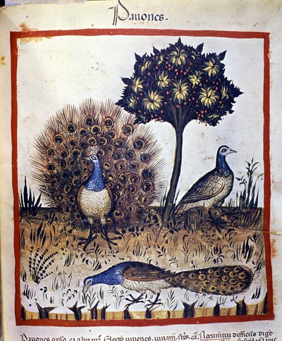 "Tacuinum Sanctum" da temsil edilen tavus kuşları by Unknown artist