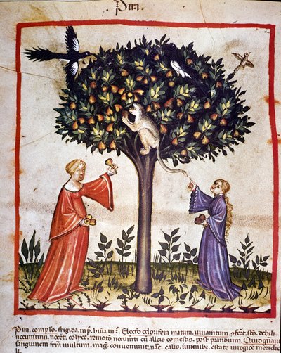 Armut toplamak. İlaç ve diyetetik sağımlarından aydınlatma “” Tacuinum sanitatis”” by Unknown artist