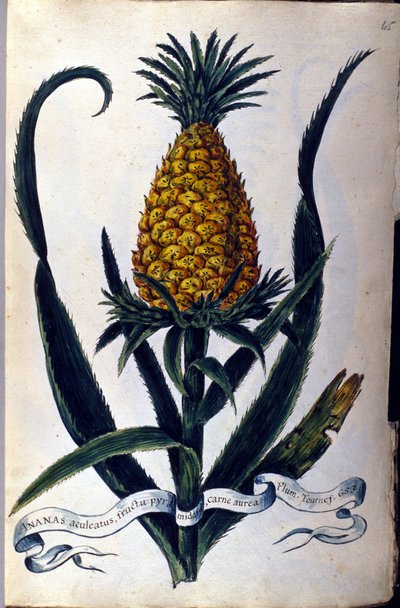 Ananas. 19. yüzyıl botanik kurulu. by Unknown artist