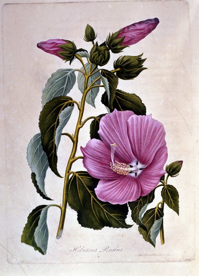Pembe ibiskus. Botanik kurulu. Oymak. by Unknown artist