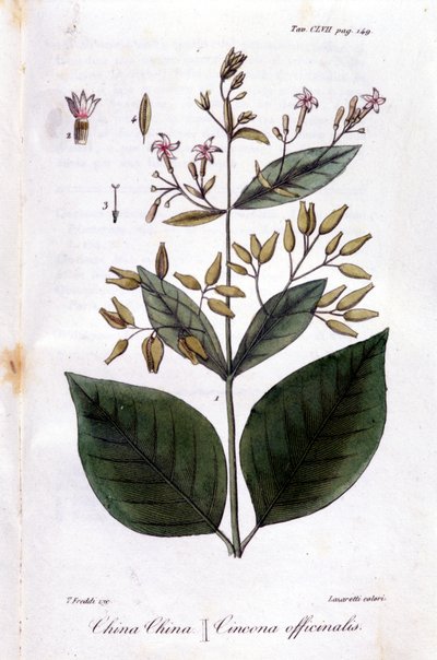 Quinquina tabağı (Cinchona Officinalis). by Unknown artist