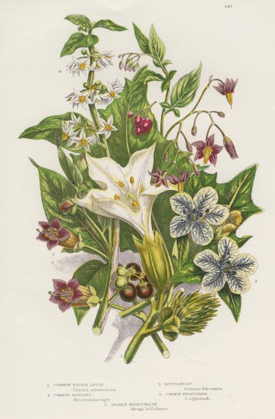 Zehirli bitkiler. Sol üstte zehirli Black veya Common Nightshade (Solanum nigrum) ve sağ üstte Woody Nightshade veya Bittersweet (Solanum dulcarama)'nın yanı sıra, sol altta daha tehlikeli Deadly Nightshade (Atropa belladonna) var. by Unknown artist