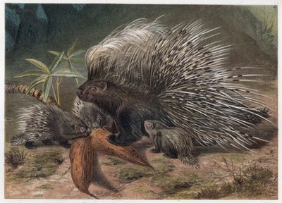 Girit domuz eti destanı (pork-destanı) - Tepeli kirpi (Hystrix cristata) - Alfred Edmund Brehm
