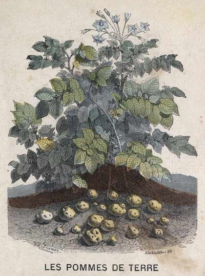 Patates. 19. yüzyıl illüstrasyonu. Bianchetti koleksiyonu. by Unknown artist