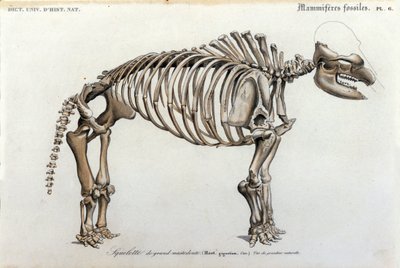 Tarih Öncesi: Mastodon iskeleti, fosil memeliler (Mas gigantium). Bay Charles D