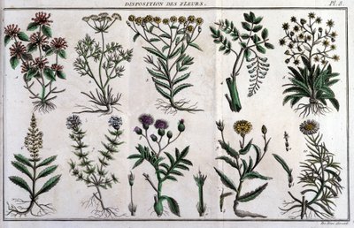Çiçeklerin hükümleri: "" içinde Flora Françoise veya Fransa