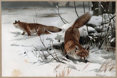 Kızıl Tilki - Kızıl Tilki (Vulpes vulpes) - Alfred Edmund Brehm