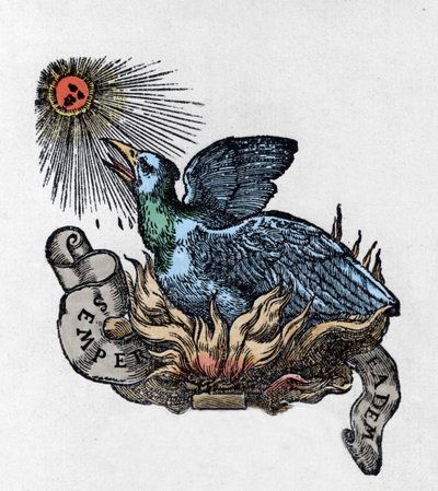 Küllerinden yeniden doğan efsanevi kuş Anka kuşu (veya anka kuşu) temsili. 19. yüzyıl gravürü by Unknown artist