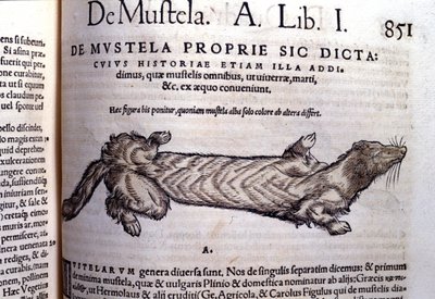 Conrad Gesner (1516 - 1565), Tiguri tarafından Historia Animalium'da gelincikle ilgili bir mustellanın (mustelid ailesi) temsili by Unknown artist