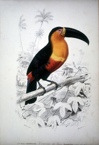 Bir toucan temsili, Güney Amerika kuşu. 19. yüzyıl gravürü. by Unknown artist