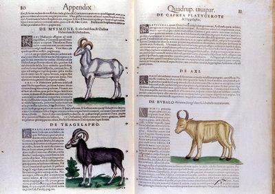 Koyun, bufalo... - Hayvanların Tarihinde Conrad Gesner (1516 - 1565), Tiguri by Unknown artist