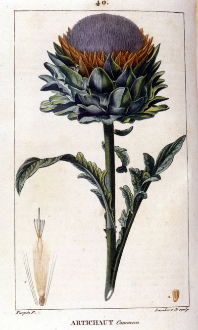 Ortak enginar temsili. Botanik kurulu. 19. yüzyıl. by Unknown artist